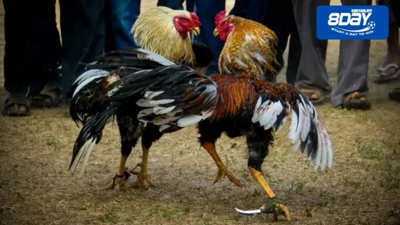 Cách chơi đá gà biên giới hiệu quả