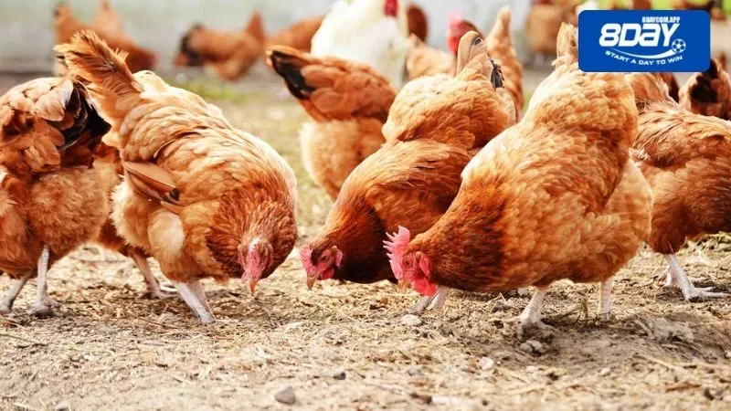 Cách nuôi gà mái đẻ chăm sóc vệ sinh chuồng trái