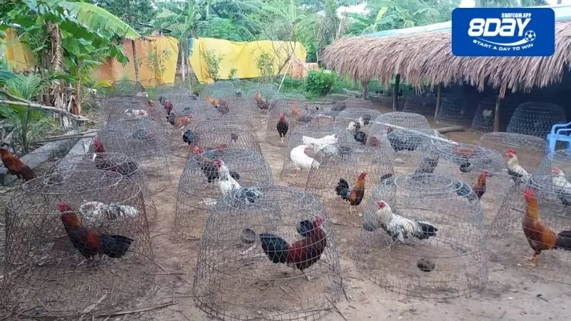 Chăm sóc nuôi gà đá đúng cách