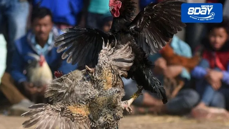 Thông tin cơ bản về đá gà biên giới