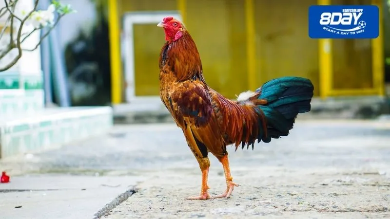 Huấn luyện chiến kê nghìn máu hiệu quả