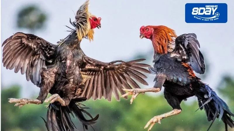 Đá gà biên giới cách chơi dễ thắng