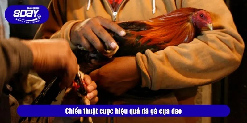 Chiến thuật cược hiệu quả đá gà cựa dao
