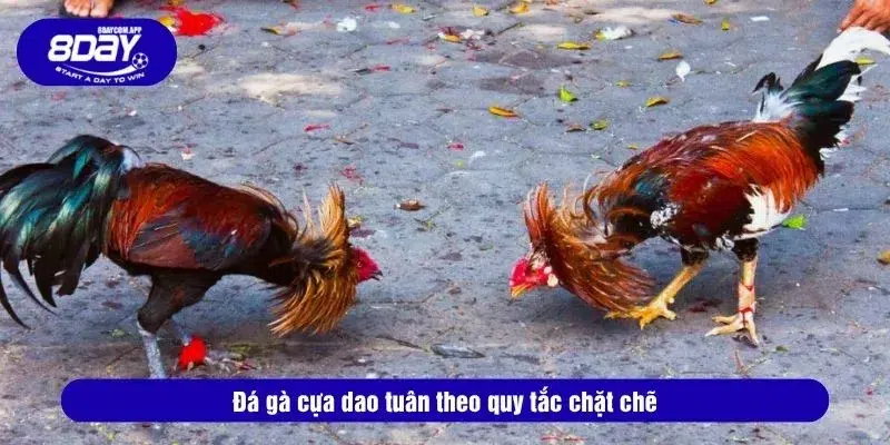 Đá gà cựa dao tại 8DAY tuân theo quy tắc chặt chẽ