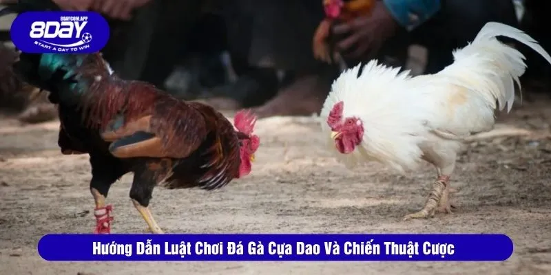 Đá gà cựa dao