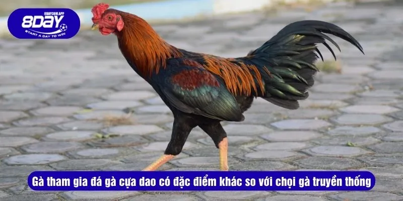 Gà tham gia đá gà cựa dao có đặc điểm khác so với chọi gà truyền thống